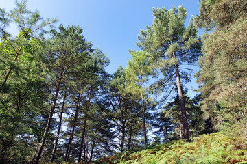 Fototapeta na wymiar forêt de Pins et fougères 