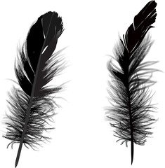 Obraz premium two black detaled small feathers on white