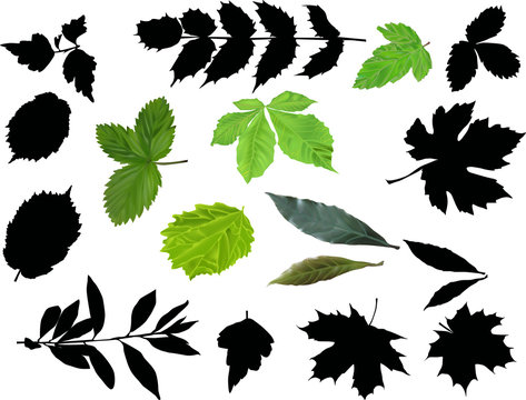 set of green and black leaves on white