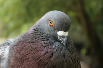 Le pigeon