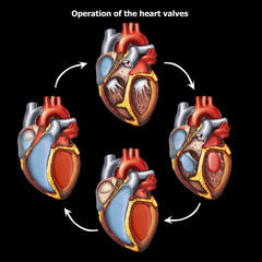 Illustration of the heart-valves-operation