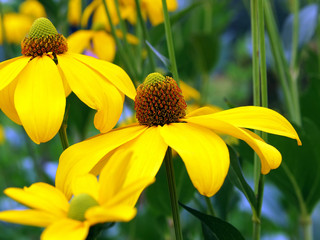 Rudbeckia
