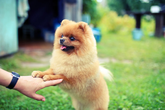 Pomeranian dog on a walk. Dog outdoor. Beautiful dog. Dog out of town