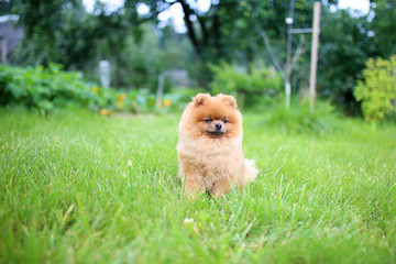 Pomeranian dog on a walk. Dog outdoor. Beautiful dog. Dog out of town