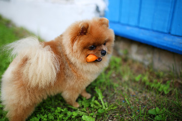 Pomeranian dog eat carrot. Dog outdoor. Beautiful and clever pomeranian dog