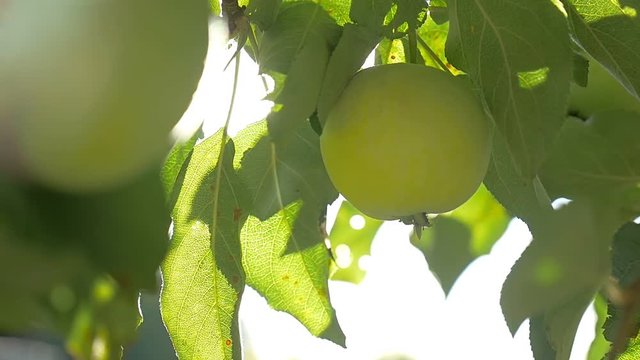the sunlight tree apple morning agriculture green garden slow motion video