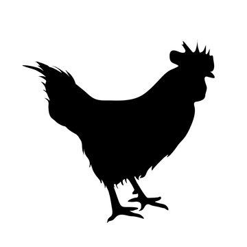Vector silhouette of a hen.
