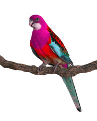 colorful Parrot bird