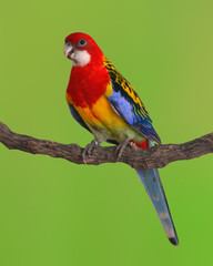 Eastern Rosella Parrot bird