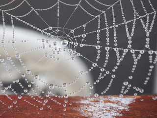 fragment of the web in the drops of dew