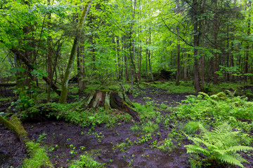Moss wrapped stump and fern in spring