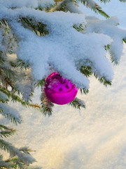 Christmas toy on a snow covered fir