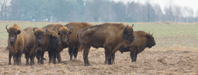 European Bison herd in snowless winter