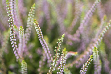 heather blossoms close up blurred background