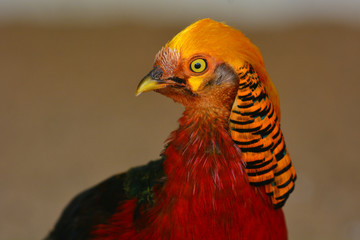 Golden pheasant closeup