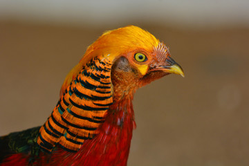 Golden pheasant closeup
