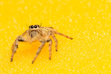 Macro small spider