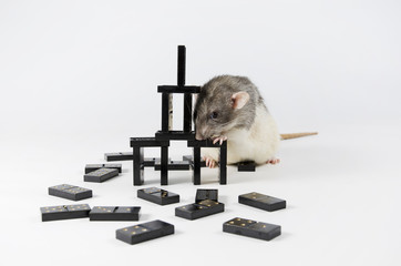 Rats and dominoes.