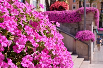 Fototapeta na wymiar Bordure con piante fiorite di petunie in una via di città in Italia