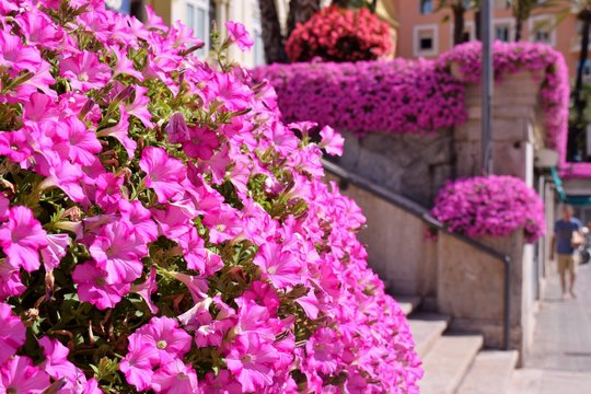 Bordure con piante fiorite di petunie in una via di citt&agrave; in Italia