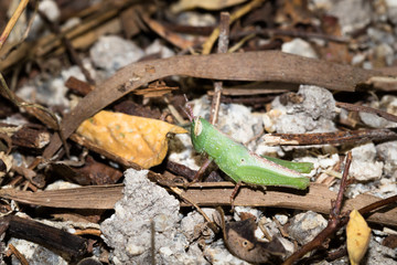 This is a photo of one kind of hopper, was taken in XiaMen botanical garden, China.