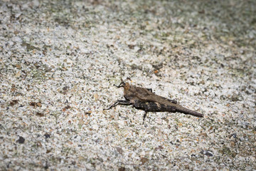 This is a photo of one kind of hopper, was taken in XiaMen botanical garden, China.