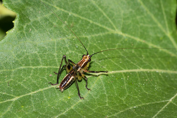 This is a photo of one kind of hopper, was taken in XiaMen botanical garden, China.