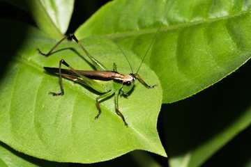 This is a photo of one kind of hopper, was taken in XiaMen botanical garden, China.