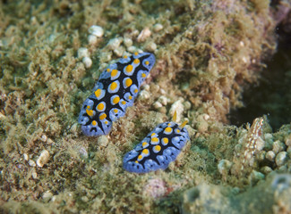 Nudibranch