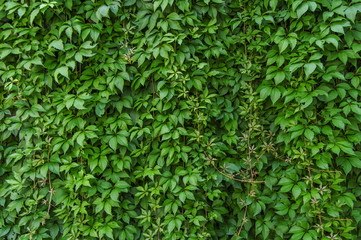 Obraz premium Green ivy creeper wall background