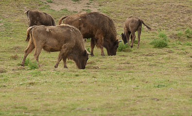 photo of adult and young American Bison grazing