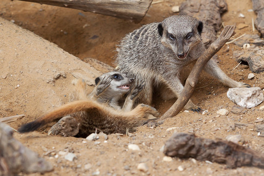 photo of a pair of Meerkats playing