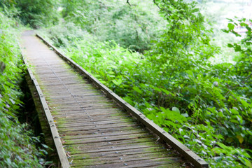 Obraz premium There was a road of rotten wood and advance in the forest