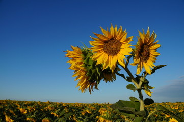 Flower sunflower bloom on a field of sunflowers