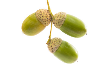 Green acorn