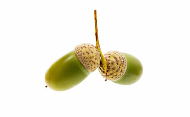 Green acorn