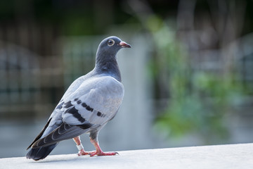 close up full body of pigeons bird standing © stockphoto mania