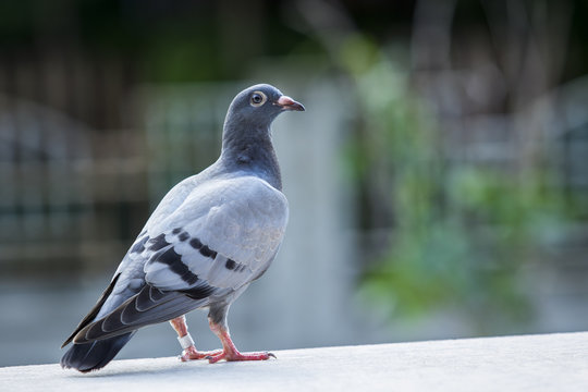 close up full body of pigeons bird standing