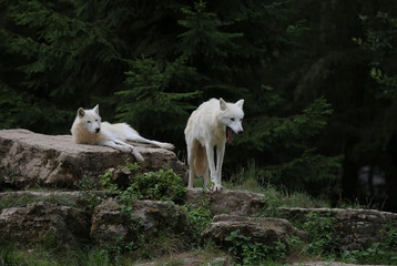 les loups au réveil