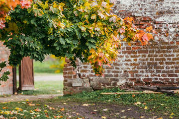 Maple tree with colorful autumn leaves in the park on a background of an old brick wall.