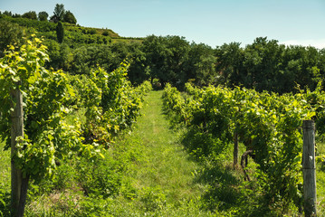 Fototapeta na wymiar Alley of vineyards on sunny day, Badasconytomaj, Balaton lake, Hungary