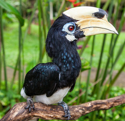 Yellow Billed Hornbill.