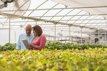 Couple reading clipboard near green plants in greenhouse