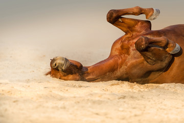 Red horse lay on sand