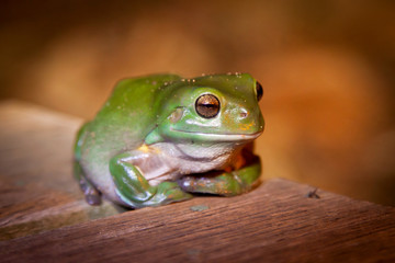 Green Tree Frog Queenland Australia