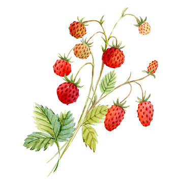 Watercolor red strawberry