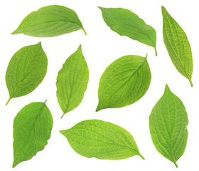 Collage of fresh green leaves on white background.