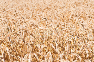Ears of wheat