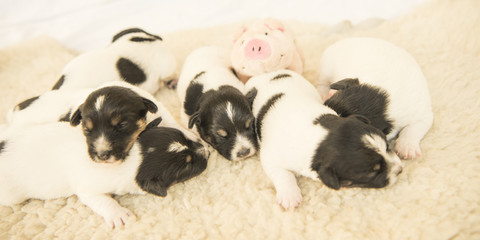 a litter tricolor jack russel puppies - 12 days old