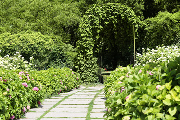 Fototapeta na wymiar Green arch in botany garden